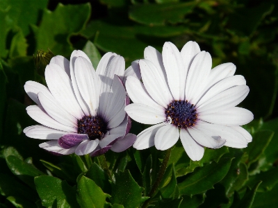 Blossom plant white flower Photo