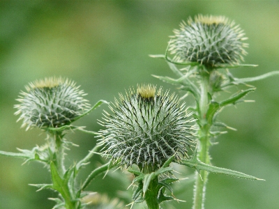 Plant field dandelion prairie Photo