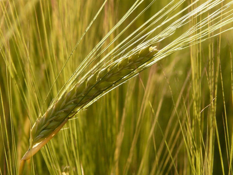 Grass plant field barley