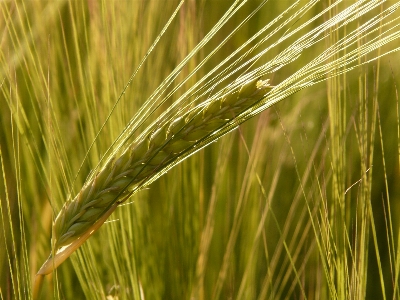 Grass plant field barley Photo