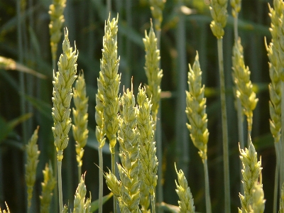 Grass plant field meadow Photo