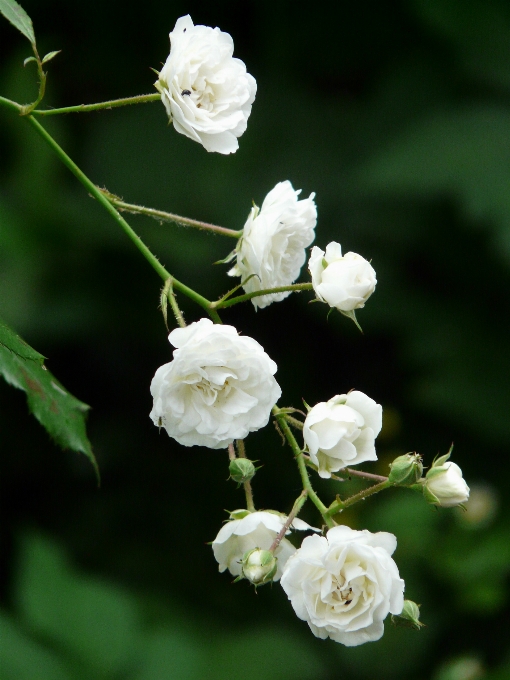 Blossom plant white flower