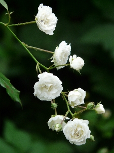 Blossom plant white flower Photo