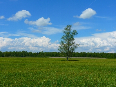 風景 木 草 地平線 写真