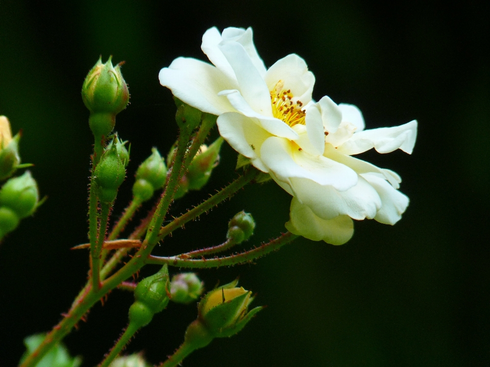 Nature branch blossom plant