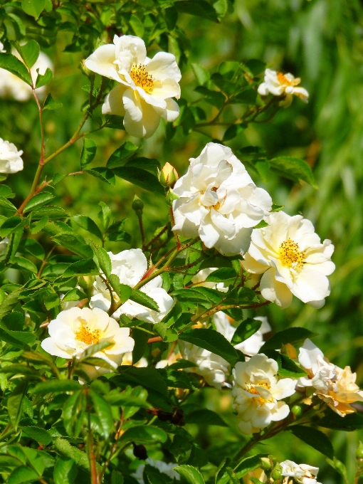 花 植物 太陽 咲く