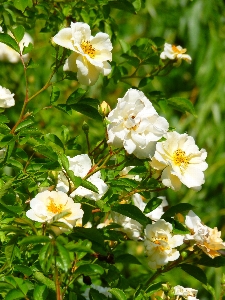 Blossom plant sun flower Photo