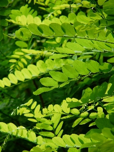 Tree nature branch light Photo