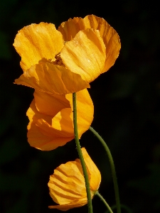 Photo Nature fleurir usine feuille