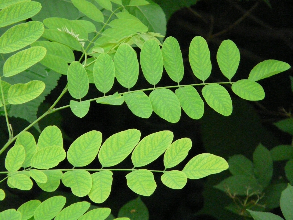 Tree branch plant leaf