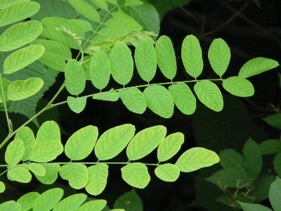 Foto Pohon cabang tanaman daun