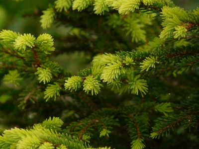 Tree branch plant flower Photo