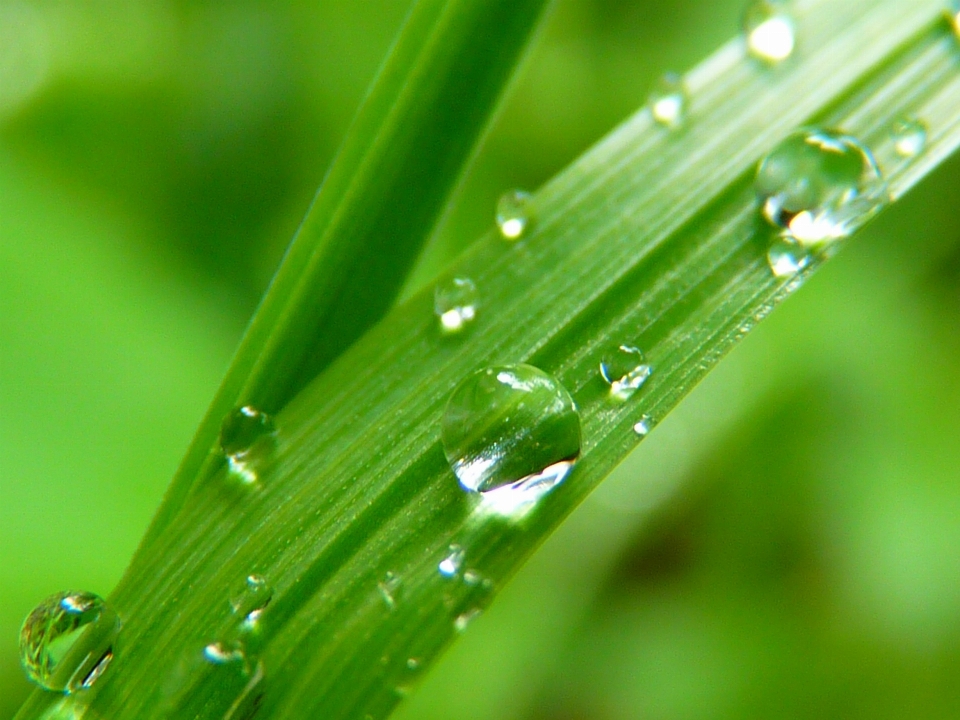 水 自然 草 落とす