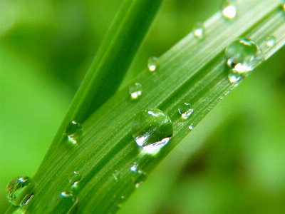 Water nature grass drop Photo