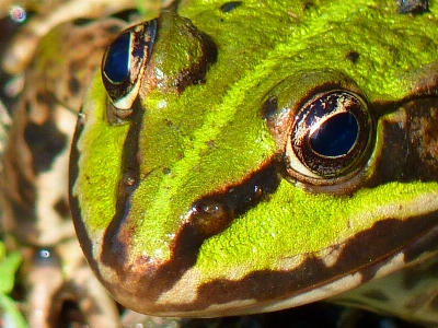 水 自然 写真撮影 野生動物 写真