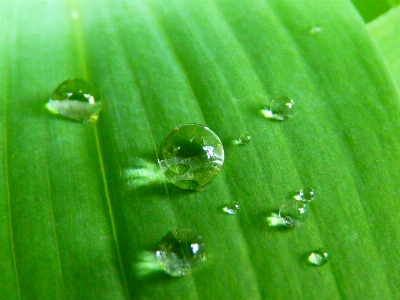 Water nature grass drop Photo