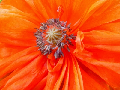 Blossom plant flower petal Photo