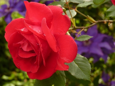 Blossom plant flower petal Photo