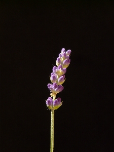 Blossom plant leaf flower Photo