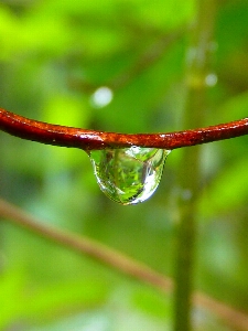 Water nature grass branch Photo