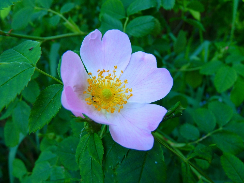 Natura fiore pianta petalo