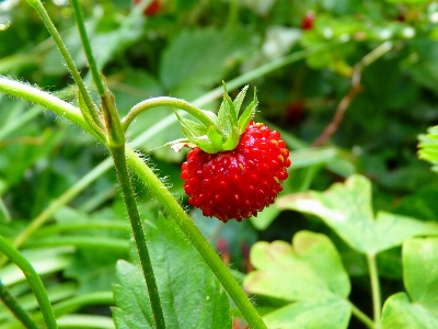 Plant fruit berry sweet Photo