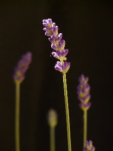 Blossom plant flower purple Photo