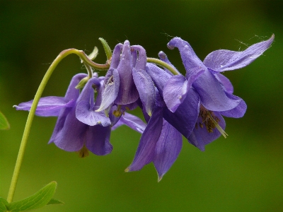 Blossom plant flower petal Photo