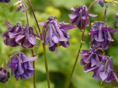 Photo Fleurir usine prairie
 fleur