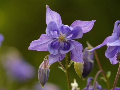 Blossom plant flower petal Photo