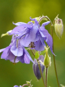 Blossom plant flower bloom Photo