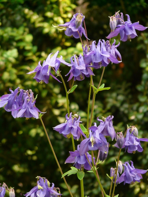 Fleurir usine prairie
 fleur