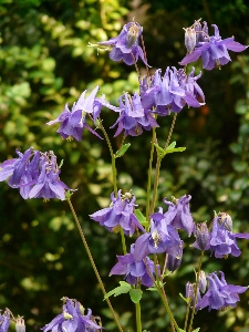 Photo Fleurir usine prairie
 fleur