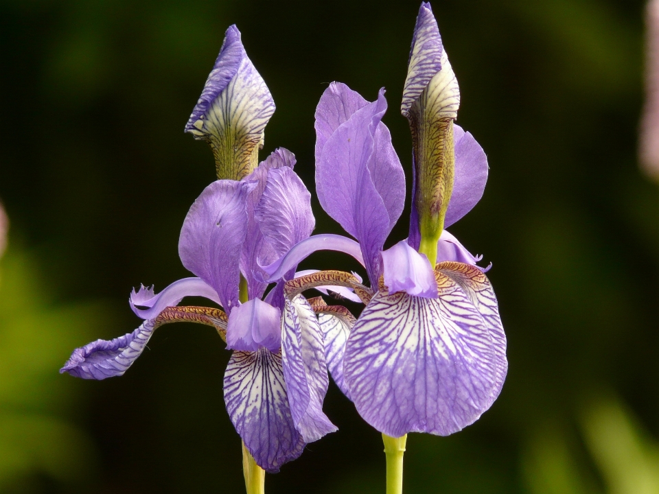 Fiore pianta petalo fioritura