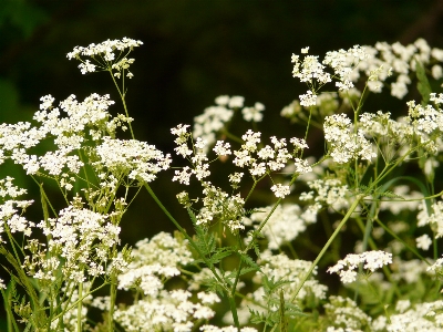 Blossom plant white flower Photo