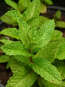 Foto Pianta foglia fiore verde