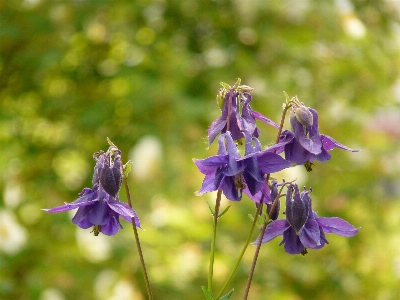 Photo Fleurir usine prairie
 fleur