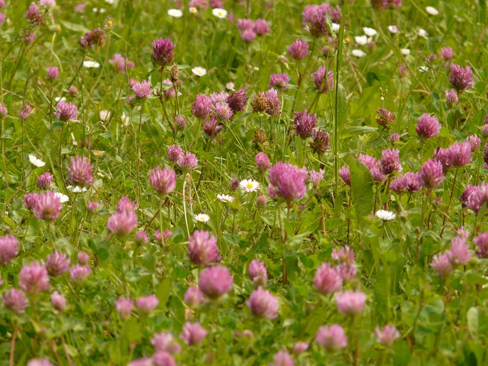 Rumput mekar tanaman bidang