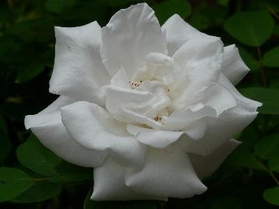 Blossom plant white flower Photo