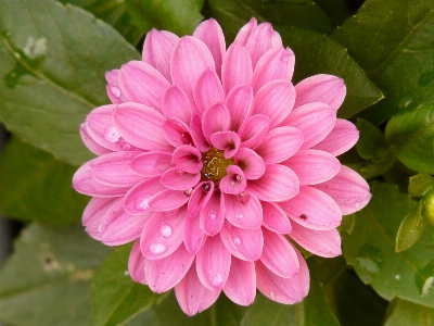 Blossom plant flower petal Photo