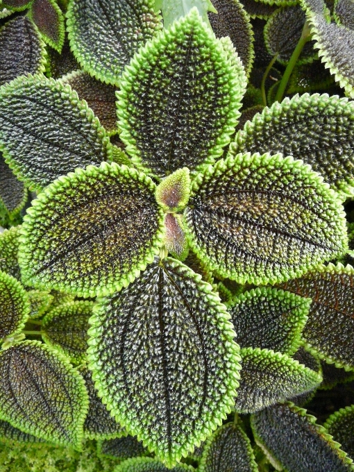 Planta hoja flor verde