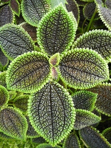 植物 葉 花 緑 写真