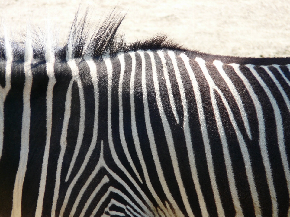 Schwarz und weiß
 weiss tier zoo