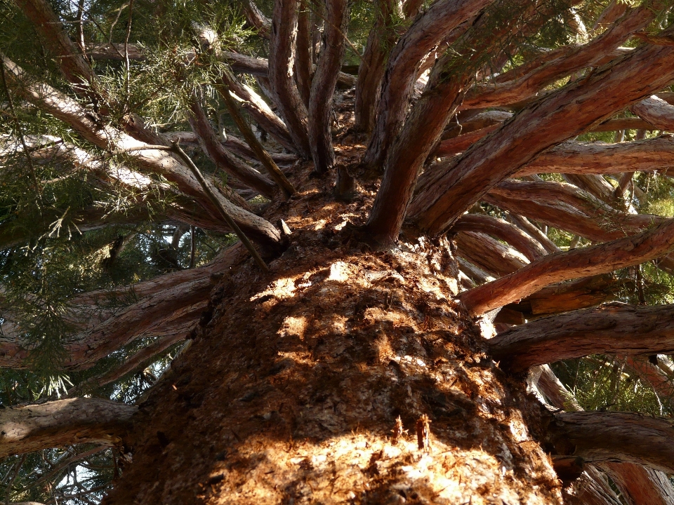 Tree branch plant trunk