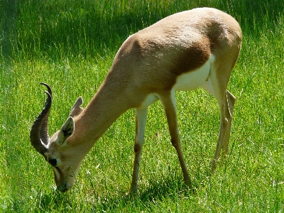 Grass meadow prairie animal Photo