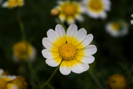 Photo Nature fleurir usine champ