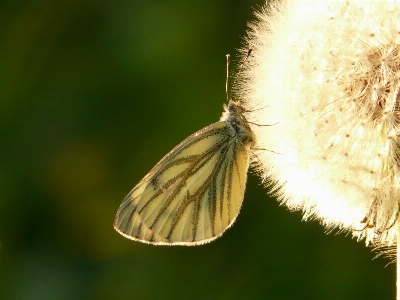 Foto Natureza filial asa fotografia