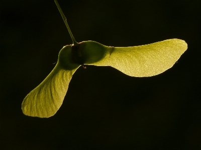 Tree branch light plant Photo