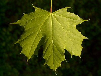 Tree branch light plant Photo