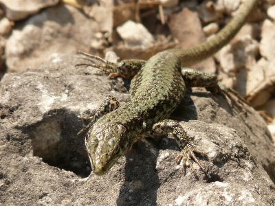 Foto Alam satwa margasatwa reptil